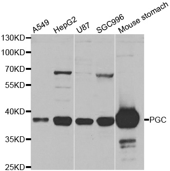 PGC / Pepsin C Antibody - Western blot analysis of extracts of various cell lines, using PGC antibody.