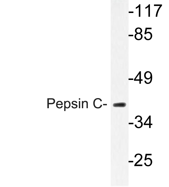 PGC / Pepsin C Antibody - Western blot of Pepsin C (F306) pAb in extracts from Jurkat cells.