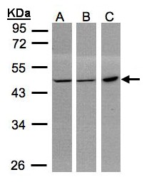 PGD Antibody - Sample (30 ug whole cell lysate). A:293T, B: MOLT4 , C: Raji . 10% SDS PAGE. PGD antibody diluted at 1:1000