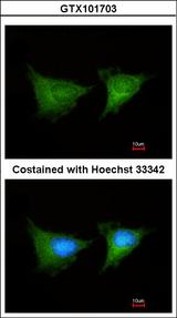 PGD Antibody - Immunofluorescence of methanol-fixed HeLa using PGD antibody at 1:100 dilution.