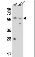 PGD Antibody - PGD Antibody western blot of 293,MCF-7 cell line lysates (35 ug/lane). The PGD antibody detected PGD protein (arrow).