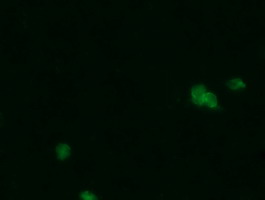 PGD Antibody - Anti-PGD mouse monoclonal antibody immunofluorescent staining of COS7 cells transiently transfected by pCMV6-ENTRY PGD.
