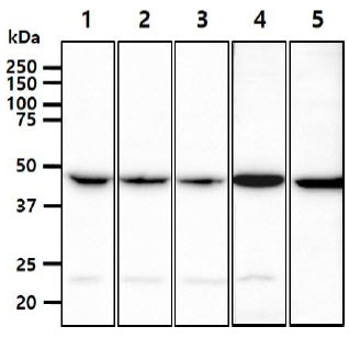 PGD Antibody - The cell lysates (40ug) were resolved by SDS-PAGE, transferred to PVDF membrane and probed with anti-human PGD antibody (1:1000). Proteins were visualized using a goat anti-mouse secondary antibody conjugated to HRP and an ECL detection system. Lane 1.: HeLa cell lysate Lane 2.: MCF7 cell lysate Lane 3.: 293T cell lysate Lane 4.: A549 cell lysate Lane 5.: Jurkat cell lysate