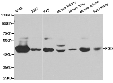 PGD Antibody - Western blot analysis of extracts of various cell lines.