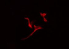 PGD Antibody - Staining A549 cells by IF/ICC. The samples were fixed with PFA and permeabilized in 0.1% Triton X-100, then blocked in 10% serum for 45 min at 25°C. The primary antibody was diluted at 1:200 and incubated with the sample for 1 hour at 37°C. An Alexa Fluor 594 conjugated goat anti-rabbit IgG (H+L) antibody, diluted at 1/600, was used as secondary antibody.