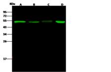 PGD Antibody - Anti-PGD rabbit polyclonal antibody at 1:500 dilution. Lane A: Raji Whole Cell Lysate. Lane B: MCF7 Whole Cell Lysate. Lane C: Mouse spleen tissue lysate. Lane D: A549 Whole Cell Lysate. Lysates/proteins at 30 ug per lane. Secondary: Goat Anti-Rabbit IgG H&L (Dylight 800) at 1/10000 dilution. Developed using the Odyssey technique. Performed under reducing conditions. Predicted band size: 53 kDa. Observed band size: 53 kDa.