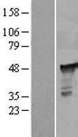 PGD Protein - Western validation with an anti-DDK antibody * L: Control HEK293 lysate R: Over-expression lysate