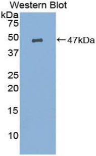 PGES / PTGES Antibody - Western blot of recombinant PGES / PTGES.  This image was taken for the unconjugated form of this product. Other forms have not been tested.