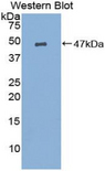 PGES / PTGES Antibody - Western blot of recombinant PGES / PTGES.  This image was taken for the unconjugated form of this product. Other forms have not been tested.