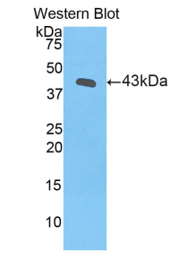 PGF / PLGF Antibody - Western blot of recombinant PGF / PLGF.  This image was taken for the unconjugated form of this product. Other forms have not been tested.