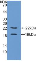 PGF / PLGF Antibody - Western Blot; Sample: Recombinant PLGF, Rat.