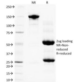 PGF / PLGF Antibody - SDS-PAGE Analysis of Purified, BSA-Free PLGF Antibody (clone PLGF94). Confirmation of Integrity and Purity of the Antibody.