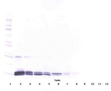 PGF / PLGF Antibody - Anti-Human PlGF-1 Western Blot Reduced