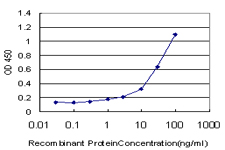 PGGT1B Antibody - Detection limit for recombinant GST tagged PGGT1B is approximately 1 ng/ml as a capture antibody.