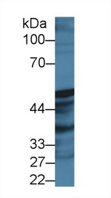 PGIS / PTGIS Antibody - Western Blot; Sample: Rat Prostate lysate; Primary Ab: 2µg/ml Rabbit Anti-Human PTGIS Antibody Second Ab: 0.2µg/mL HRP-Linked Caprine Anti-Rabbit IgG Polyclonal Antibody