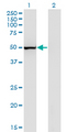 PGIS / PTGIS Antibody - Western Blot analysis of PTGIS expression in transfected 293T cell line by PTGIS monoclonal antibody (M02), clone 3B11.Lane 1: PTGIS transfected lysate (Predicted MW: 57.1 KDa).Lane 2: Non-transfected lysate.