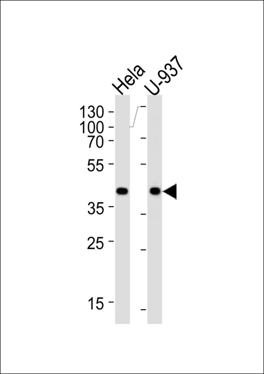PGK1 / Phosphoglycerate Kinase Antibody - Western blot of lysates from HeLa, U-937 cell line (from left to right), using PGK1 Antibody (G132). Antibody was diluted at 1:1000 at each lane. A goat anti-rabbit IgG H&L (HRP) at 1:5000 dilution was used as the secondary antibody. Lysates at 35ug per lane.