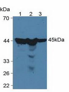 PGK1 / Phosphoglycerate Kinase Antibody - Western Blot; Sample: Lane1: Human HeLa Cells; Lane2: Human HepG2 Cells; Lane3: Human 293T Cells.