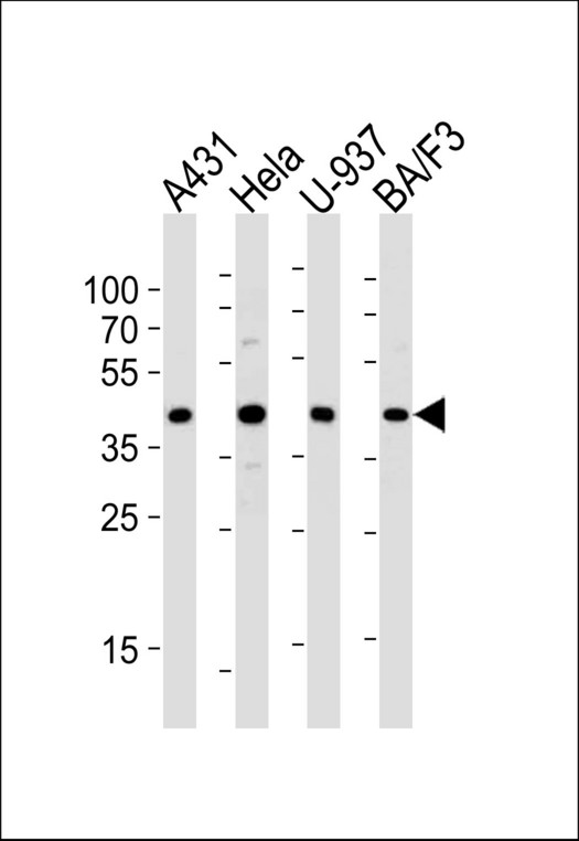 PGK1 / Phosphoglycerate Kinase Antibody - Western blot of lysates from A431, HeLa, U-937, BA/F3 cell line (from left to right), using PGK1 Antibody (S320). Antibody was diluted at 1:1000 at each lane. A goat anti-rabbit IgG H&L (HRP) at 1:5000 dilution was used as the secondary antibody. Lysate at 35ug per lane.