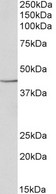 PGK1 / Phosphoglycerate Kinase Antibody - PGK1 antibody (0.1 ug/ml) staining of HeLa lysate (35 ug protein in RIPA buffer). Primary incubation was 1 hour. Detected by chemiluminescence.