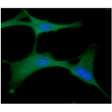 PGK1 / Phosphoglycerate Kinase Antibody - ICC/IF analysis of PGK1 in U87MG cells line, stained with DAPI (Blue) for nucleus staining and monoclonal anti-human PGK1 antibody (1:100) with goat anti-mouse IgG-Alexa fluor 488 conjugate (Green).
