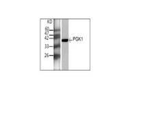 PGK1 / Phosphoglycerate Kinase Antibody