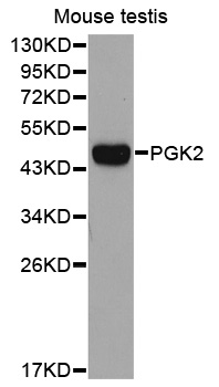 PGK2 Antibody - Western blot analysis of extracts of Mouse testis.