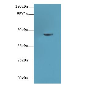 PGK2 Antibody - Western blot. All lanes: PGK2 antibody at 6 ug/ml+ HepG-2 whole cell lysate Goat polyclonal to rabbit at 1:10000 dilution. Predicted band size: 45 kDa. Observed band size: 45 kDa.