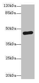 PGK2 Antibody - Western blot All lanes: PGK2 antibody at 6µg/ml + HepG2 whole cell lysate Secondary Goat polyclonal to rabbit IgG at 1/10000 dilution Predicted band size: 45 kDa Observed band size: 45 kDa