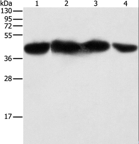 PGK2 Antibody - Western blot analysis of HepG2, 293T, HeLa and NIH/3T3 cell, using PGK2 Polyclonal Antibody at dilution of 1:600.