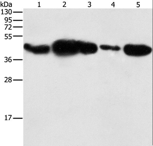 PGK2 Antibody - Western blot analysis of HepG2 cell and human fetal placenta tissue, 293T cell and human testis tissue, NIH/3T3 cell, using PGK2 Polyclonal Antibody at dilution of 1:600.