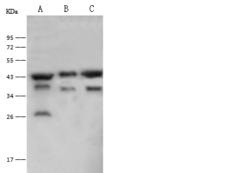 PGK2 Antibody - Anti-PGK2 rabbit polyclonal antibody at 1:500 dilution. Lane A: HepG2 Whole Cell Lysate. Lane B: 293T Whole Cell Lysate. Lane C: HeLa Whole Cell Lysate. Lysates/proteins at 30 ug per lane. Secondary: Goat Anti-Rabbit IgG (H+L)/HRP at 1/10000 dilution. Developed using the ECL technique. Performed under reducing conditions. Predicted band size: 45 kDa. Observed band size: 45 kDa.