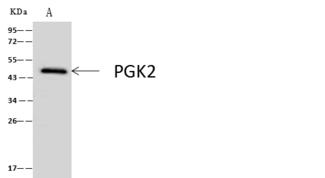 PGK2 Antibody - PGK2 was immunoprecipitated using: Lane A: 0.5 mg HeLa Whole Cell Lysate. 4 uL anti-PGK2 rabbit polyclonal antibody and 60 ug of Immunomagnetic beads Protein A/G. Primary antibody: Anti-PGK2 rabbit polyclonal antibody, at 1:100 dilution. Secondary antibody: Clean-Blot IP Detection Reagent (HRP) at 1:1000 dilution. Developed using the ECL technique. Performed under reducing conditions. Predicted band size: 45 kDa. Observed band size: 45 kDa.
