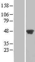 PGK2 Protein - Western validation with an anti-DDK antibody * L: Control HEK293 lysate R: Over-expression lysate