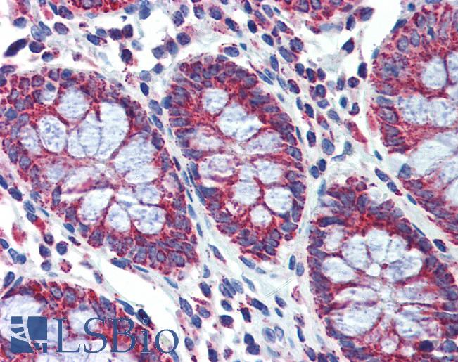PGLS / 6PGL Antibody - Anti-PGLS antibody IHC of human colon. Immunohistochemistry of formalin-fixed, paraffin-embedded tissue after heat-induced antigen retrieval. Antibody concentration 5 ug/ml.  This image was taken for the unconjugated form of this product. Other forms have not been tested.