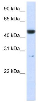 PGLS / 6PGL Antibody - Western analysis of 721_B cell lysate.  This image was taken for the unconjugated form of this product. Other forms have not been tested.