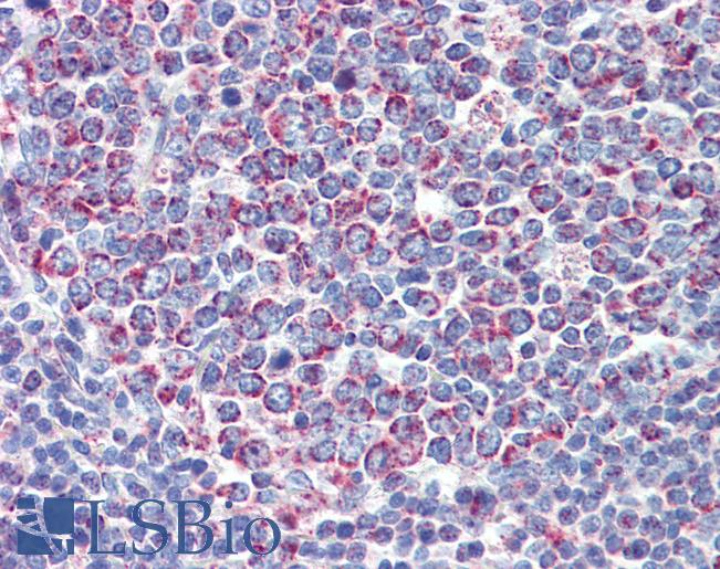 PGLS / 6PGL Antibody - Anti-PGLS antibody IHC of human tonsil. Immunohistochemistry of formalin-fixed, paraffin-embedded tissue after heat-induced antigen retrieval. Antibody concentration 5 ug/ml.  This image was taken for the unconjugated form of this product. Other forms have not been tested.