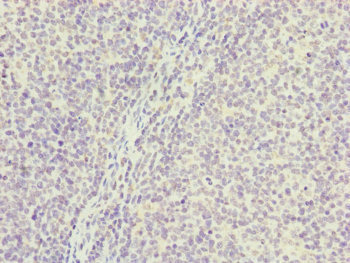 PGLS / 6PGL Antibody - Immunohistochemistry of paraffin-embedded human tonsil tissue at dilution of 1:100