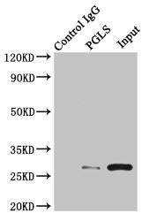 PGLS / 6PGL Antibody - Immunoprecipitating PGLS in U251 whole cell lysate Lane 1: Rabbit monoclonal IgG(1ug)instead of product in U251 whole cell lysate.For western blotting, a HRP-conjugated light chain specific antibody was used as the Secondary antibody (1/50000) Lane 2: product(4ug)+ U251 whole cell lysate(500ug) Lane 3: U251 whole cell lysate (20ug)