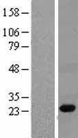 PGLYRP1 / PGRP Protein - Western validation with an anti-DDK antibody * L: Control HEK293 lysate R: Over-expression lysate