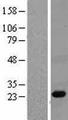 PGLYRP1 / PGRP Protein - Western validation with an anti-DDK antibody * L: Control HEK293 lysate R: Over-expression lysate