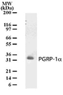 PGLYRP3 Antibody - Western blot of PGRP-1a in cell lysates from human brain using antibody at a dilution of 1:500.