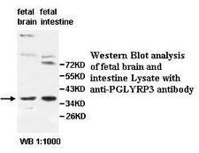 PGLYRP3 Antibody