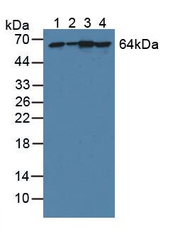 PGM1 / Phosphoglucomutase 1 Antibody - Western Blot; Sample: Lane1: Human Hela Cells; Lane2: Human 293T Cells; Lane3: Porcine Liver Tissue; Lane4: Porcine Heart Tissue.