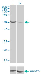 PGM1 / Phosphoglucomutase 1 Antibody - Western blot analysis of PGM1 over-expressed 293 cell line, cotransfected with PGM1 Validated Chimera RNAi (Lane 2) or non-transfected control (Lane 1). Blot probed with PGM1 monoclonal antibody (M01), clone 3B8-H4 . GAPDH ( 36.1 kDa ) used as specificity and loading control.