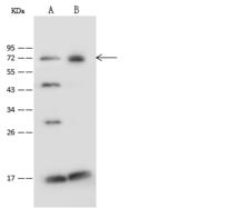 PGM2 Antibody - Anti-PGM2 rabbit polyclonal antibody at 1:500 dilution. Lane A: Jurkat Whole Cell Lysate. Lane B: THP1 Whole Cell Lysate. Lysates/proteins at 30 ug per lane. Secondary: Goat Anti-Rabbit IgG (H+L)/HRP at 1/10000 dilution. Developed using the ECL technique. Performed under reducing conditions. Predicted band size: 68 kDa. Observed band size: 68 kDa.