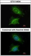 PGM3 Antibody - Immunofluorescence of methanol-fixed HeLa using PGM3 antibody at 1:200 dilution.