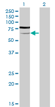 PGM3 Antibody - Western blot of PGM3 expression in transfected 293T cell line by PGM3 monoclonal antibody (M01), clone 1E2-1B12.