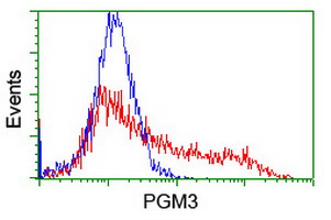 PGM3 Antibody - HEK293T cells transfected with either overexpress plasmid (Red) or empty vector control plasmid (Blue) were immunostained by anti-PGM3 antibody, and then analyzed by flow cytometry.