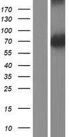 PGM5 / Aciculin Protein - Western validation with an anti-DDK antibody * L: Control HEK293 lysate R: Over-expression lysate
